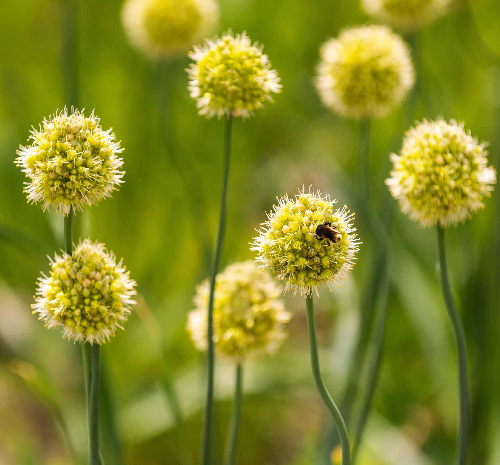 Allium obliquum